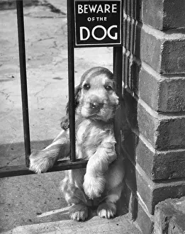 Beware: Susi - Beware Of The Dog