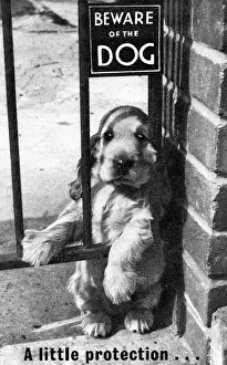 Spaniels: Susi - Beware Of The Dog