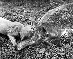 Biting: Susi - biting a fox's tail