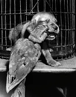Parrots: Susi - bitten by parrot