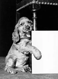 Spaniels: Susi - with blank card