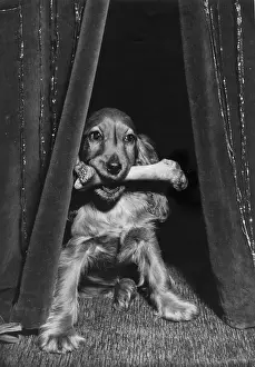 Curtains: Susi - with a bone in her mouth