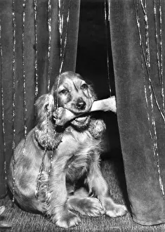 Curtains: Susi - with a bone in her mouth