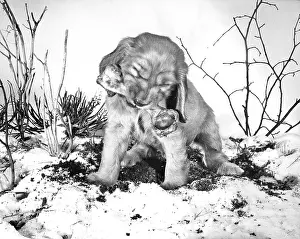 Chewing: Susi - with a bone in the snow