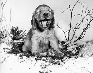 Yawn: Susi - with a bone in the snow