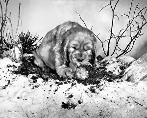 Chewing: Susi - with a bone in the snow
