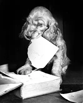 Mischief: Susi - with book