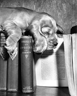 Shelf: Susi - with books