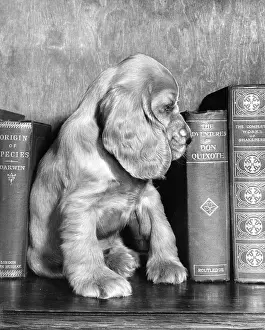 Shelf: Susi - with books
