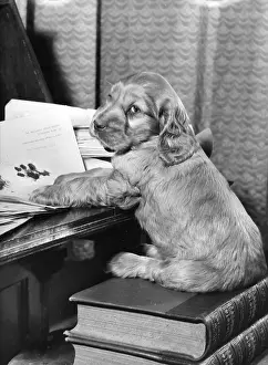Paperwork: Susi - with books and papers