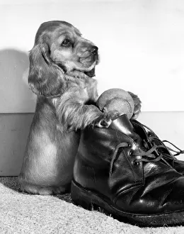 Spaniels: Susi - with boot and tennis ball