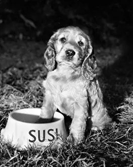 Hungry: Susi - with empty bowl