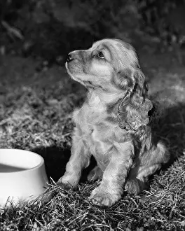 Hungry: Susi - with empty bowl