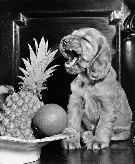 Yawn: Susi - with bowl of fruit
