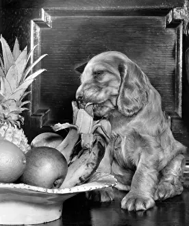 Pineapple: Susi - with bowl of fruit