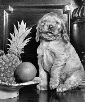 Pineapple: Susi - with bowl of fruit