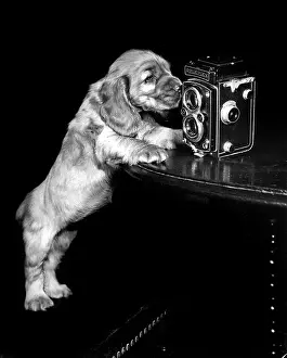 Rolleiflex: Susi - with a box camera