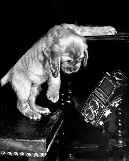 Rolleiflex: Susi - with a box camera