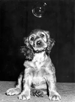 Bubble: Susi - with a bubble above her head