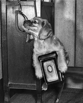 Walkies: Susi - with camera, collar and lead