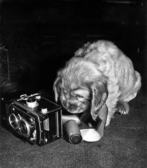 Cameras: Susi - with camera and roll of film