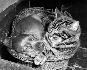 Dozing: Susi - with cat in basket