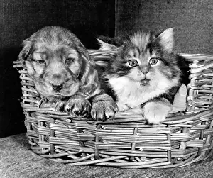 Fluffy: Susi - with cat in basket