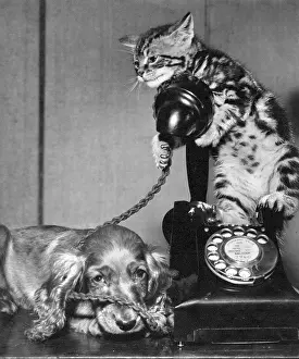 Dial: Susi - with cat and telephone