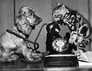 Dial: Susi - with cat and telephone