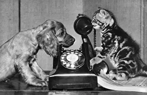 Dial: Susi - with cat and telephone
