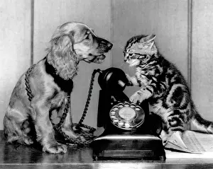 Dial: Susi - with cat and telephone