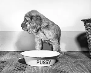 Pussy: Susi - with cat's bowl