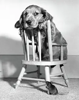 Mice: Susi - on chair, with mouse below