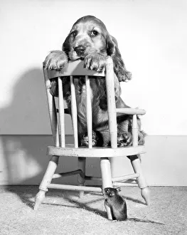 Suzy: Susi - on chair, with mouse below