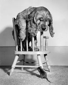 Mice: Susi - on chair, with mouse below