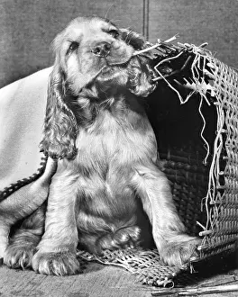 Wickerwork: Susi - chewing her basket