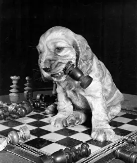 Chewing: Susi - chewing a chess piece
