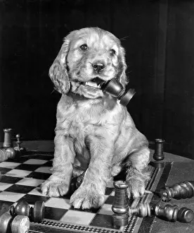 Chewing: Susi - chewing a chess piece
