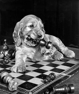 Chewing: Susi - chewing a chess piece