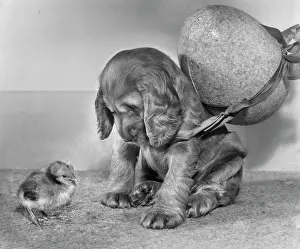 Fluffy: Susi - with chick and large Easter egg