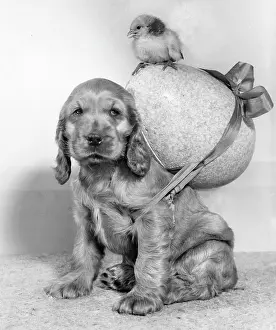 Fluffy: Susi - with chick and large Easter egg