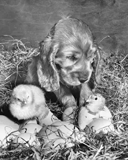 Fluffy: Susi - with chicks