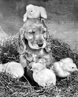 Fluffy: Susi - with chicks
