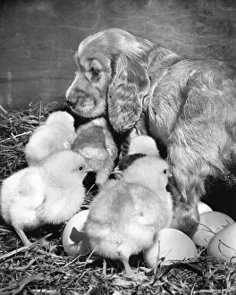 Fluffy: Susi - with chicks