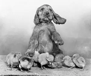 Fluffy: Susi - with chicks