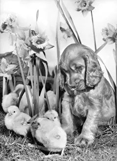 Fluffy: Susi - with chicks and daffodils