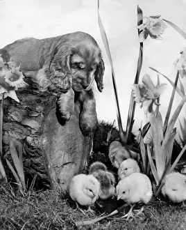 Fluffy: Susi - with chicks and daffodils