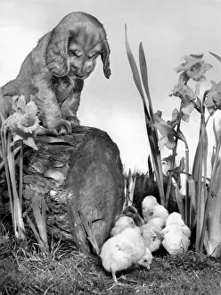 Fluffy: Susi - with chicks and daffodils