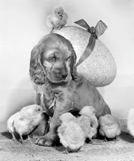 Fluffy: Susi - with chicks and large Easter egg