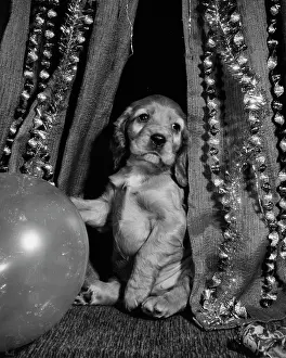 Decorations: Susi - with Christmas decorations